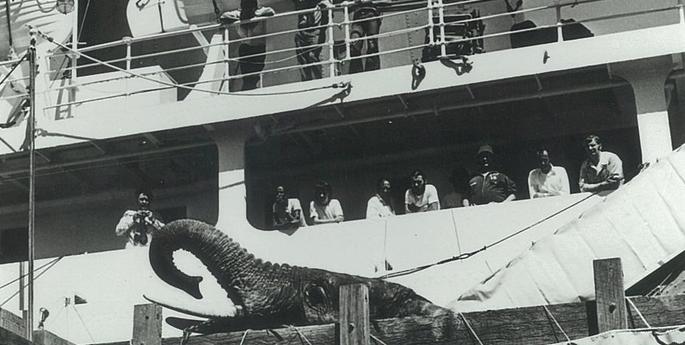 Milestone for Zoo just around the corner