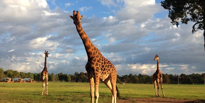 Joining the Bachelor Group