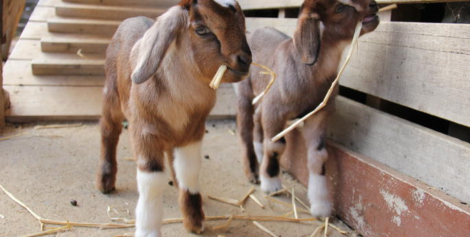 New kids on the block