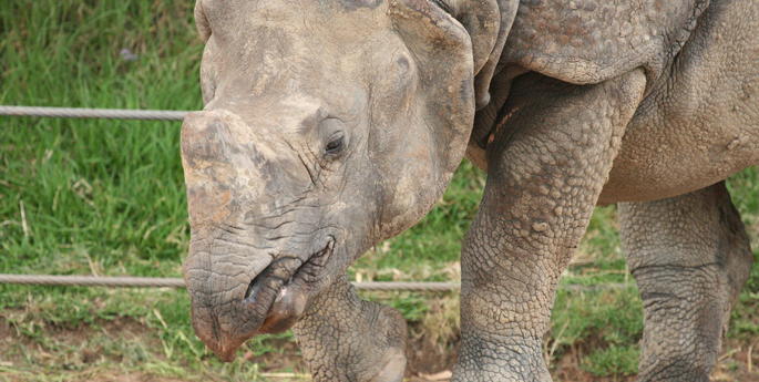 Home to the Greater One-Horned Rhino