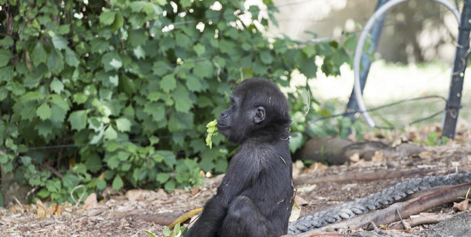 A chat with Gorilla Keeper Janet Lackey