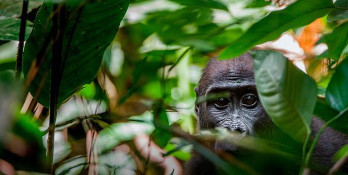 Happy World Gorilla Day!