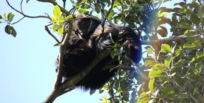 Binturong high up in the sky