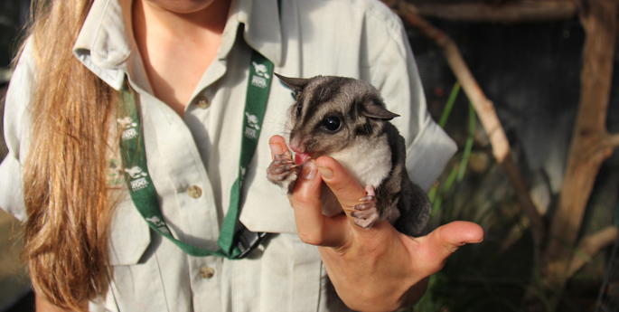 Zoo Helps Raise Awareness of Barrenjoey Squirrel Gliders