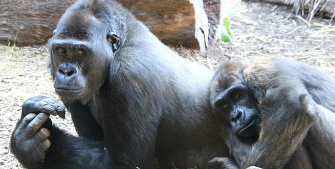 Kibali and Kimya's Growing Connection