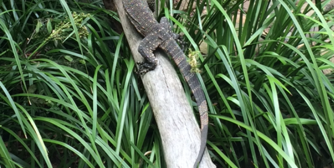 New lace monitor admires the view