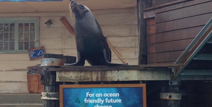 Seal stars join in celebrations for Sustainable Seafood Day