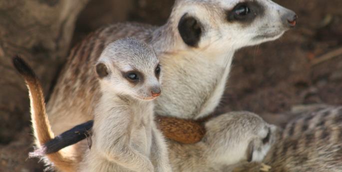 Many a Meerkat at the manor