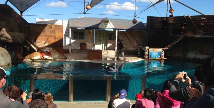 Pelican pair ready to make a splash