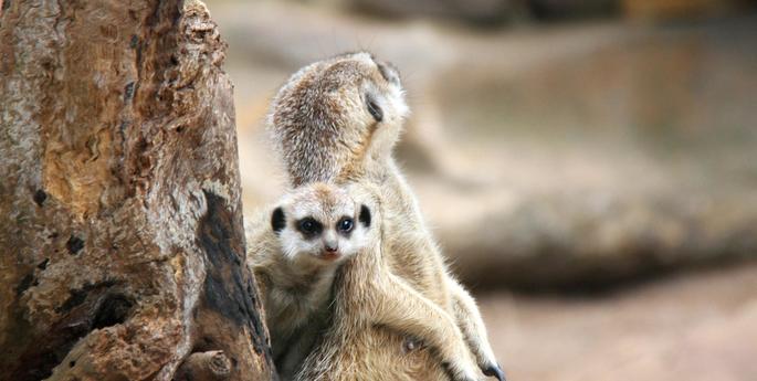 Taronga welcomes Meerkat pups