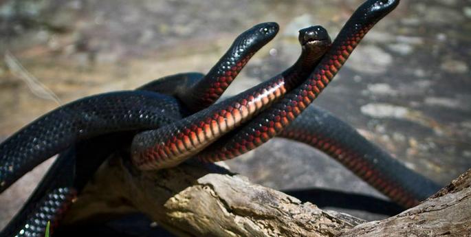 Beyonce makes the move to reptiles