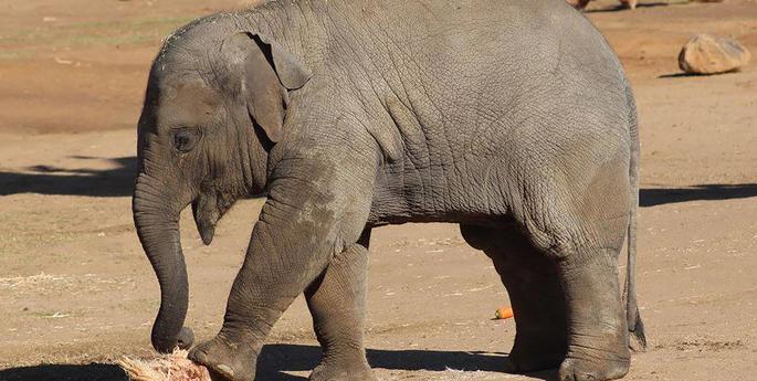 Sabai a growing boy!