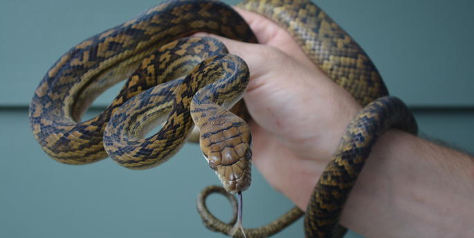 Rearing a gentle giant