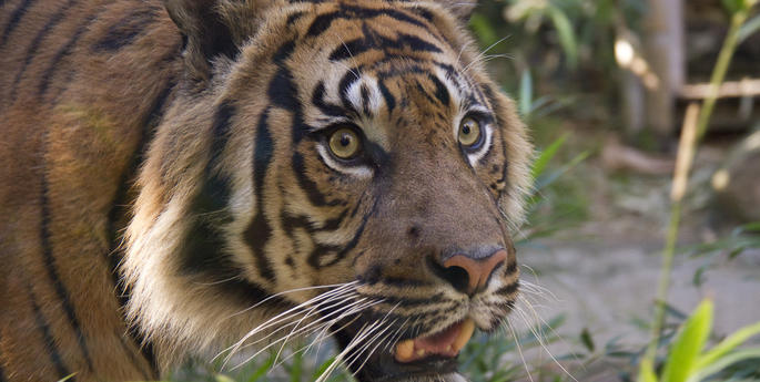 Running for the Wild