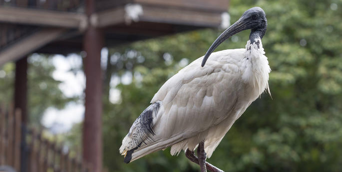 Time to bin old attitudes on wild animals in Sydney
