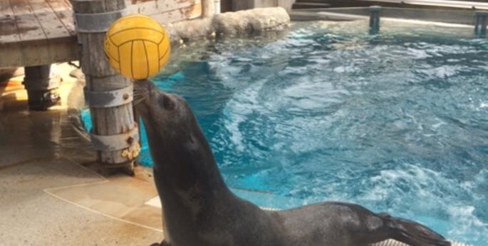 Troy is having a ball