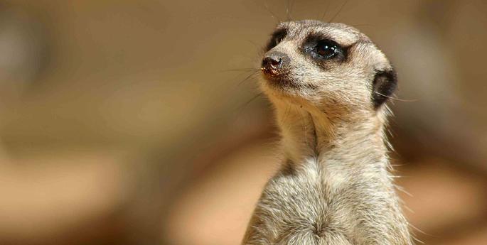World Meerkat Day is born