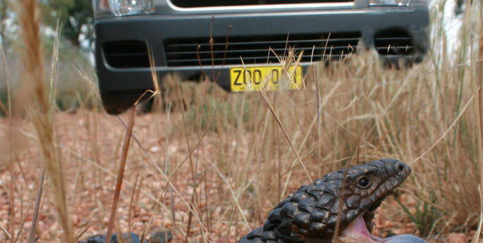 School groups in Narrandera to receive a visit from Taronga’s Zoomobile