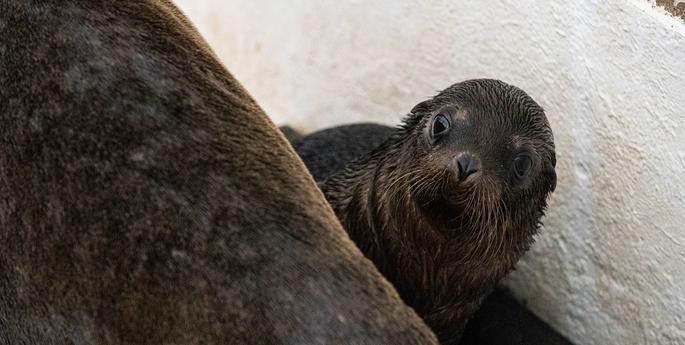 Sea Lion pup debut
