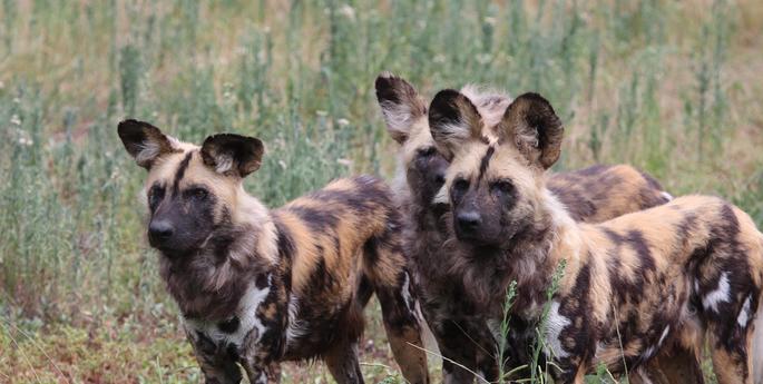 Zoo undertakes next project