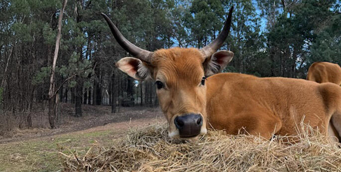 Celebrating the Banteng