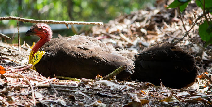 Is there a turkey living near you?