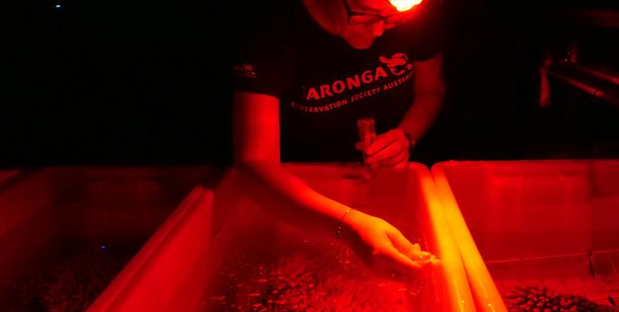 Dubbo Zoo helps safeguard the Great Barrier Reef