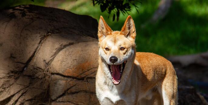 Taronga Animals at Christmas Time
