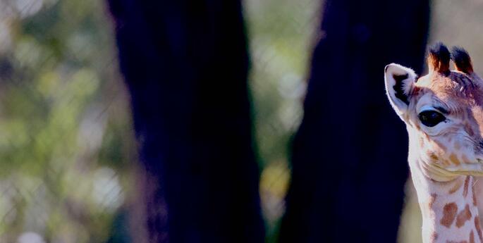 FIRST SPRING DELIVERY A TALL ORDER AT DUBBO ZOO