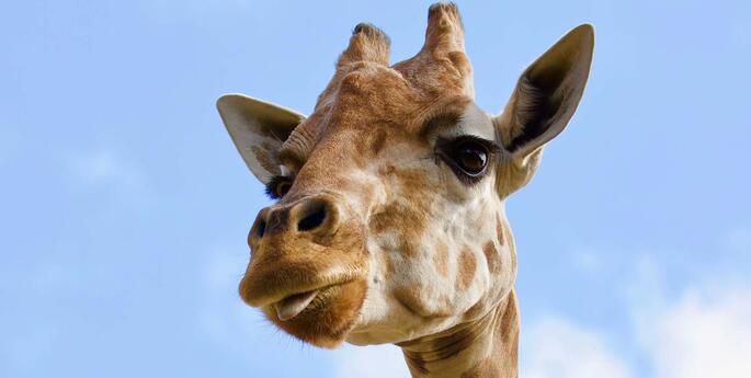 Taronga celebrates new season of Who's Who in the Zoo