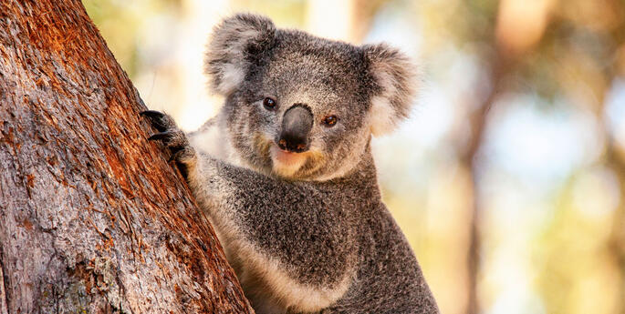 Habitat Positive Rewilding project to give refuge to Koalas