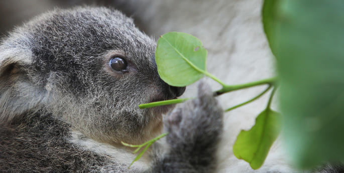 How YOU can help support an Aussie Icon