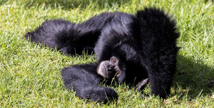 Iconic Species Returns to Taronga Western Plains Zoo