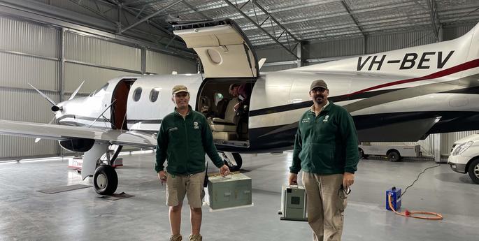 Rare Plains-wanderers released back into the wild