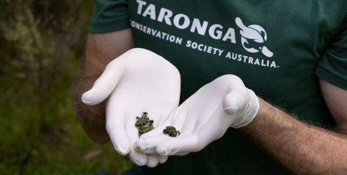 Northern Corroboree Frog Release