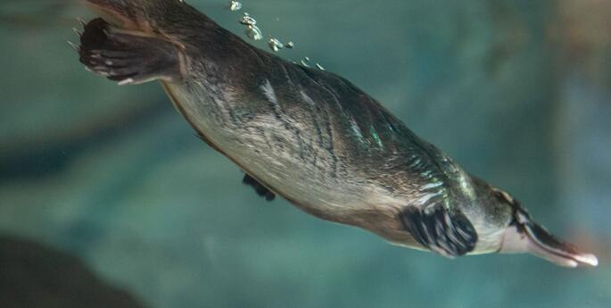 Protecting the Platypus