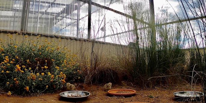 Continued breeding success for Plains-wanderer