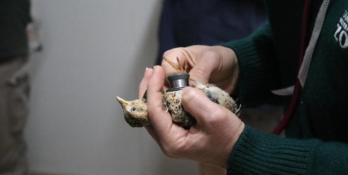 Rare chicks receive clean bill of health