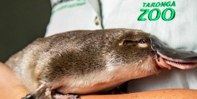 The perfect Valentine's Gift for an Animal Fan!