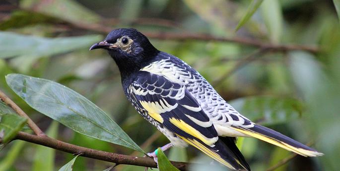 High hopes for Regent Honeyeaters