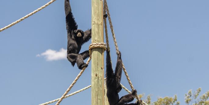Call of the Siamangs echoes at Dubbo Zoo this Easter