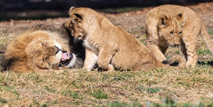 Lion cub trio named in time for World Lion Day