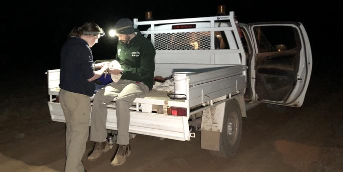 Greater Bilby breeding success in Dubbo