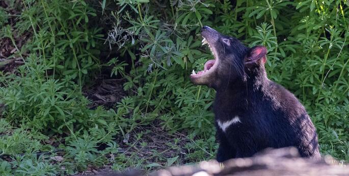 Better the (Tassie) Devil you know