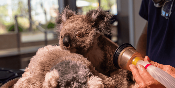 Koala joey with a grave prognosis now thriving