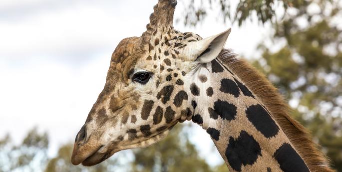 Changing of the guard