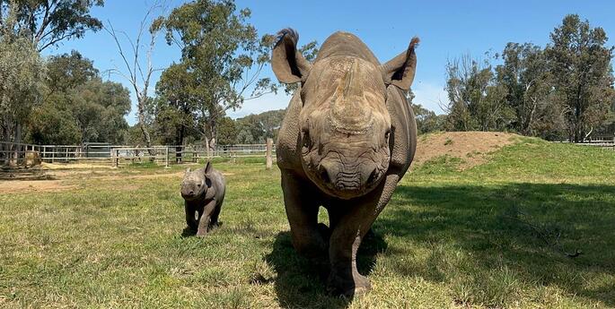 New arrival in time for World Rhino Day