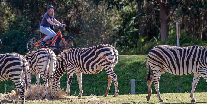 International Zebra Day