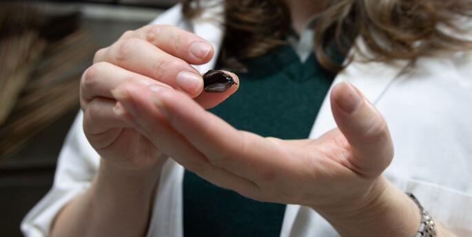 Norfolk Island Snail Release