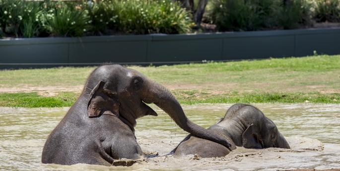 Zoo animals beat the heat